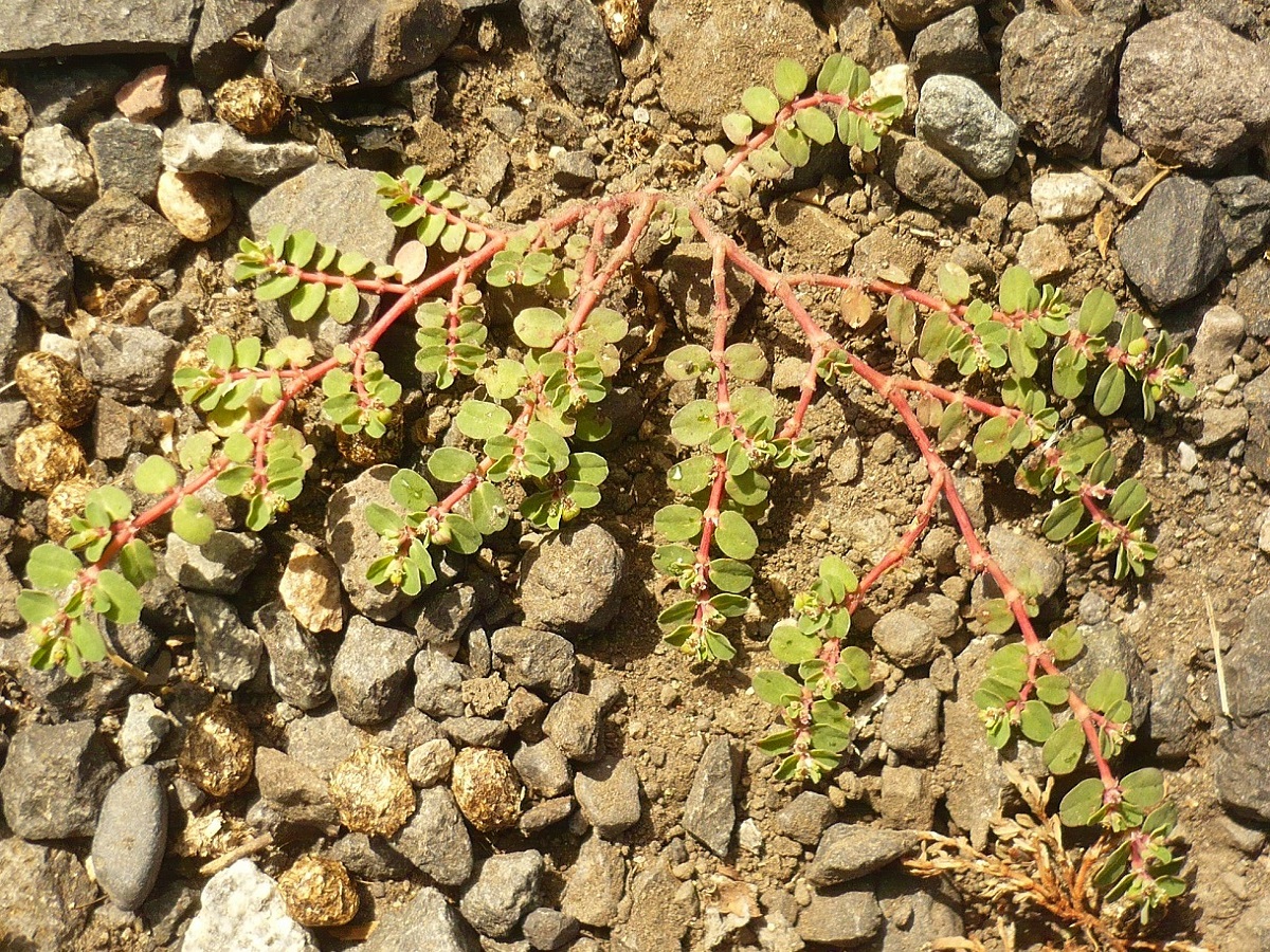 Euphorbia serpens var. fissistipula (Euphorbiaceae)
